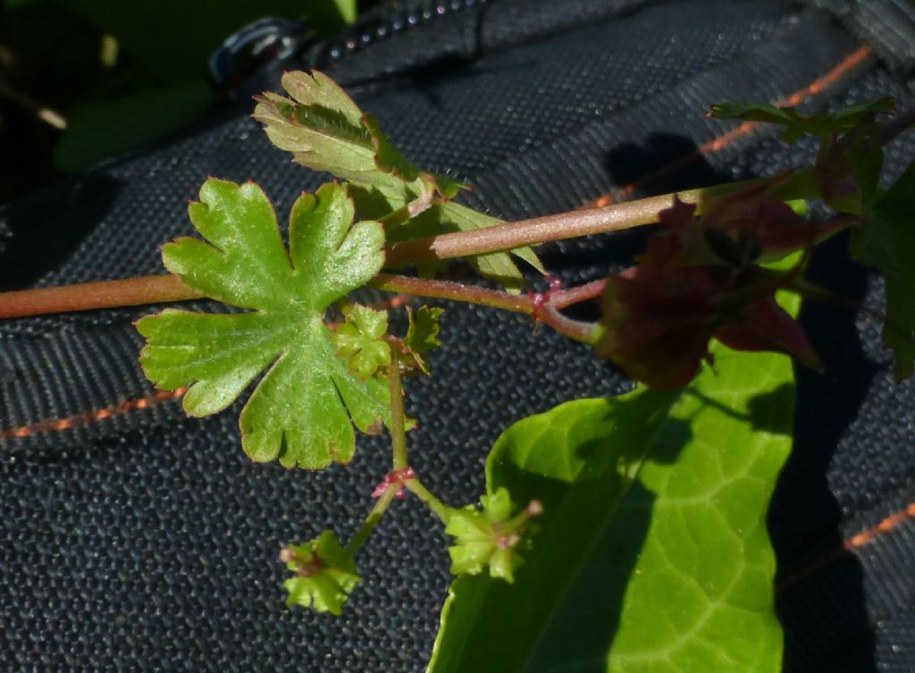 Geranium lucidum (Geraniaceae)